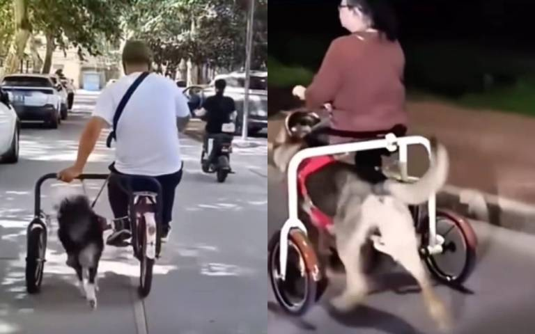 在電動車、油車之間　這傢伙選擇「狗動車」