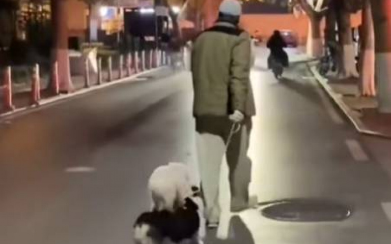 白狗你還真不客氣　真把短腿狗當成計程車司「基」