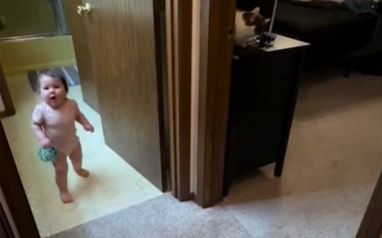 狗狗戲耍小女孩 貓咪上帝視角目睹一切