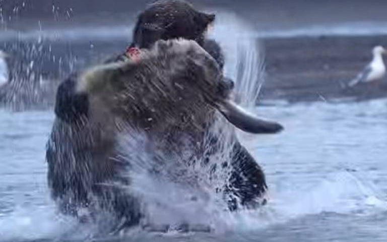 棕熊辛苦捉魚準備用餐！　惡霸下秒偷襲搶食超可惡