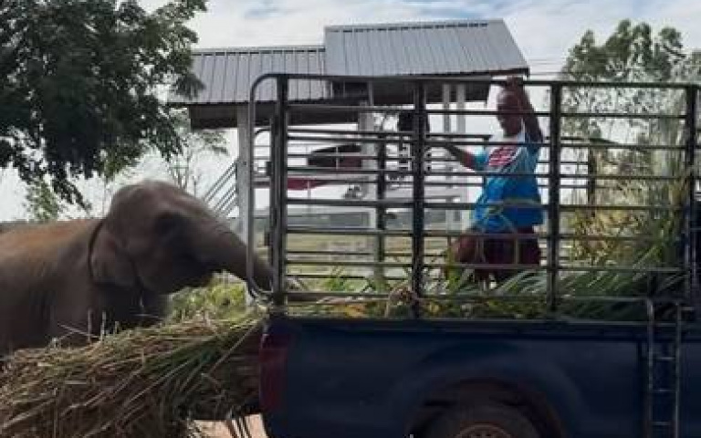 不要食物、只要陪伴！　大象捆住飼養員「把人抬下車」