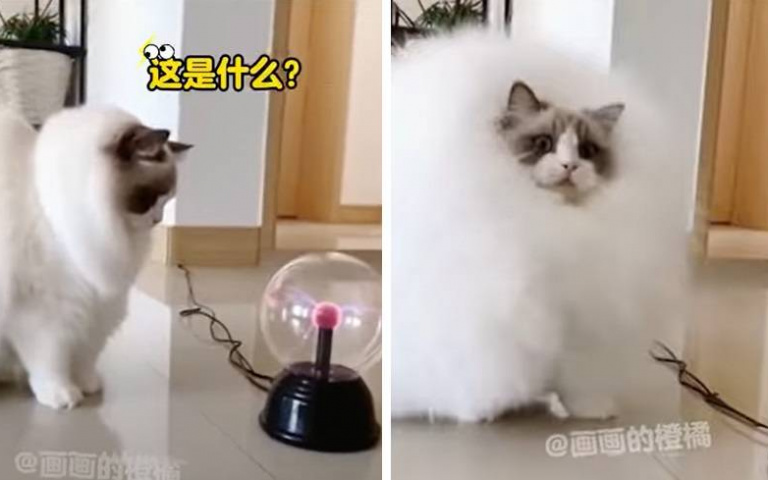 好奇心害喵成「行動蒲公英」　布偶貓誤觸靜電球慘變炸毛球