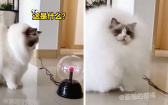 好奇心害喵成「行動蒲公英」　布偶貓誤觸靜電球慘變炸毛球