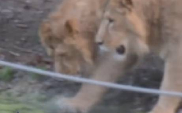 看到結冰湖面卻滿頭問號　兩隻大喵一臉狐疑原因曝光