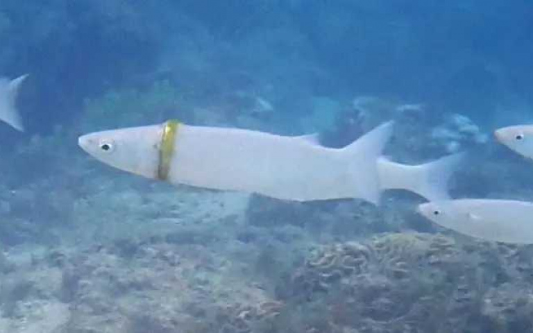 關於愛的「印記」溜走了怎麼辦? 魚兒幫你「戴」回來!