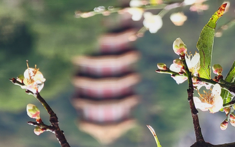 把握賞梅黃金期！太魯閣「雪白秘境」超夢幻，飯店門口就能輕鬆欣賞！