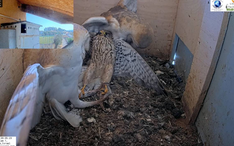 猛禽對峙激戰！紅隼硬闖偷蛋失敗　反遭倉鴞夫妻合力壓制