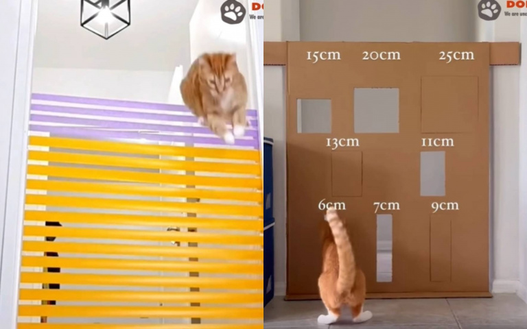 這奧運金牌貓了吧？　主人檻多高「牠毫無畏懼」霸氣影片曝光