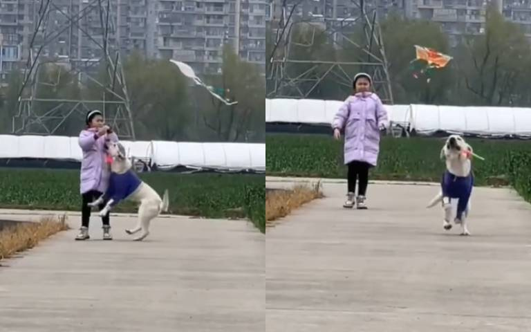 妳技術不好我來啦！　狗勾叼風箏暴衝突留女孩一臉尷尬