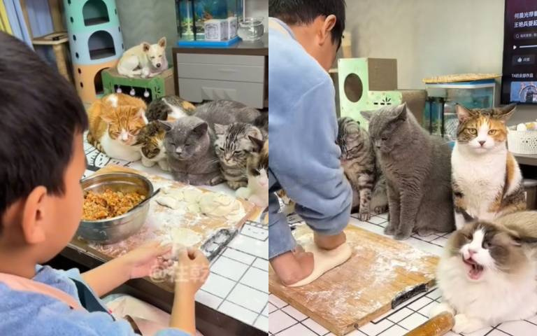 在做食品管控?還是單純肚子餓? 主人水餃包餡「貓群一旁乾瞪眼」