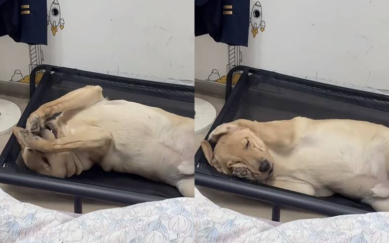 狗聽到這聲音狂摀耳朵！網說：「像極被舍友吵死的我！」