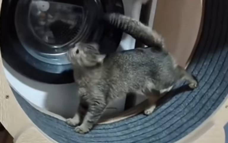 兩貓一起上滾輪！　牠歷經一陣天旋地轉…還是學不乖