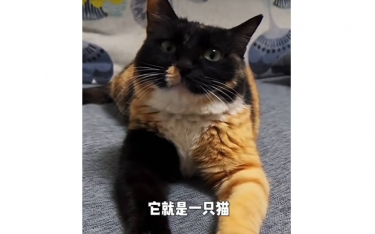 你是黑貓還是橘貓? 網友看片笑:亂七八糟的可愛
