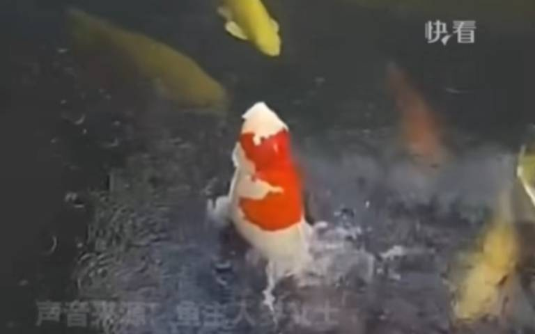 猛一看以為錦鯉溺水了? 主人曝真相:哭笑不得啊
