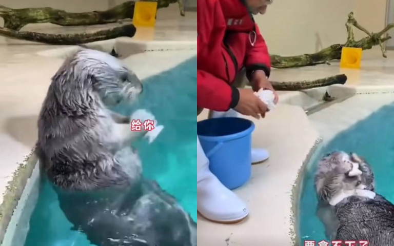 這隻海獺好貪心? 飼養員逗弄人家「牠肚子上塞滿玩具」