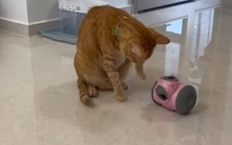 過熱啦！小貓新玩具「附帶投食功能」　一碰就跑牠好苦惱