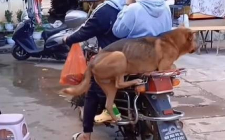 這些狗一個比一個還六！　從騎士到打球樣樣精通