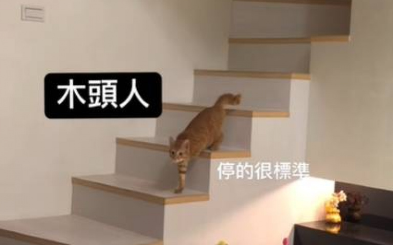 小貓懂玩哦! 網見一幕笑翻:帶牠去報名魷魚遊戲