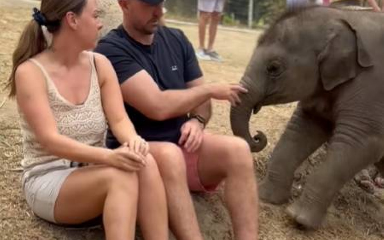 我要背背！　小象撲上男子身後…他顯得有些慌了