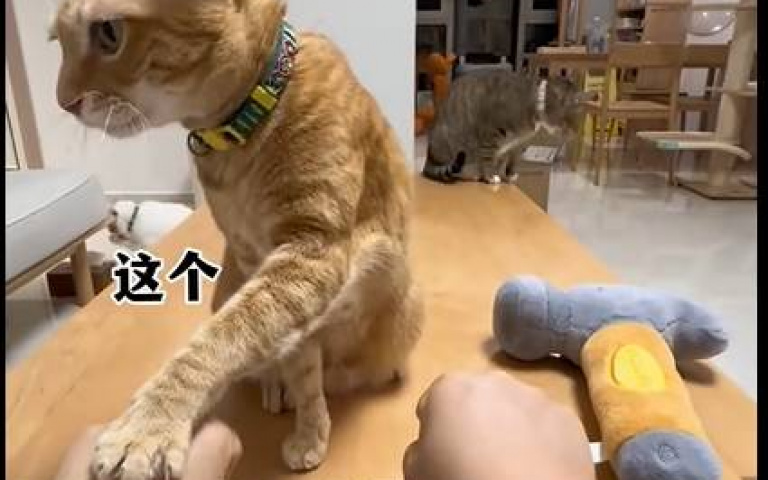 猜對才有東西吃　貓咪玩有獎問答結果只有挨揍的份