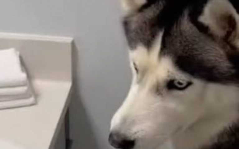 鸚鵡會自己洗澡！二哈看傻眼…下秒竟然這樣做