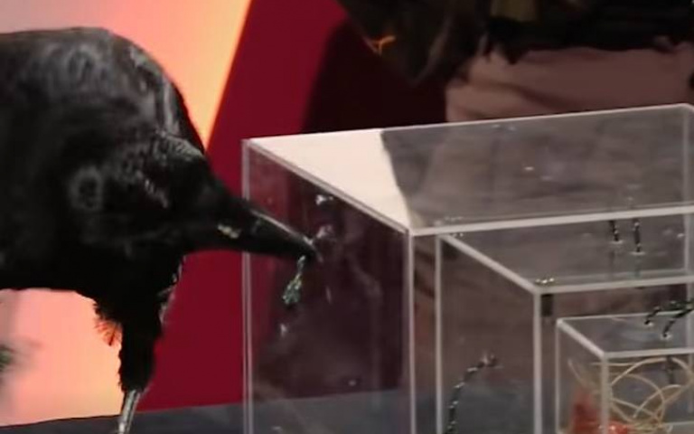 烏鴉又在大秀智商！　解題能力令全場佩服