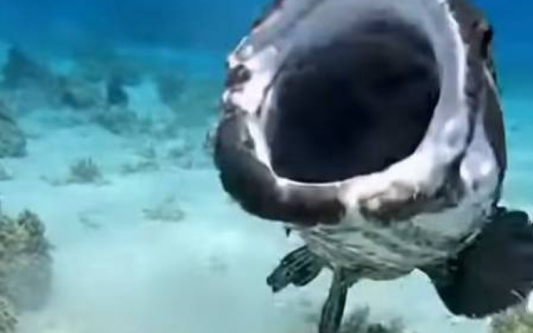 石斑魚、鯊魚迎面相遇　但大口吃掉的竟是牠