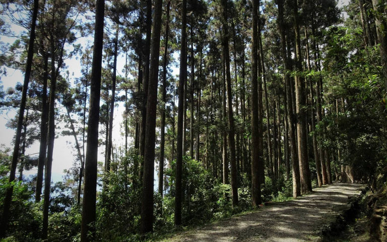 藤枝國家森林公園4/21起免預約入園 每日開放800人