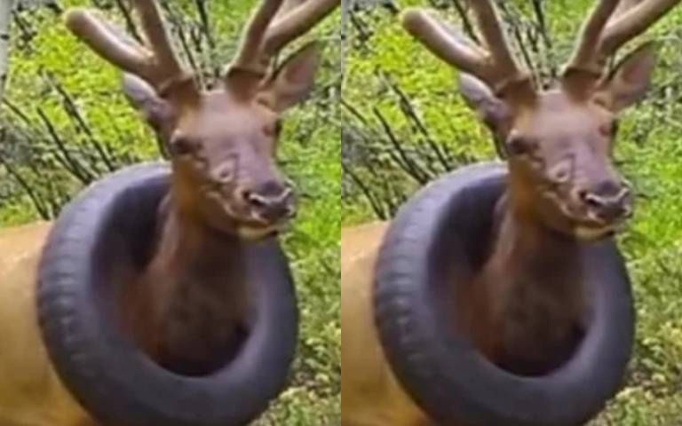 沉重的枷鎖！麋鹿脖子戴輪胎 遭割鹿角為重獲自由