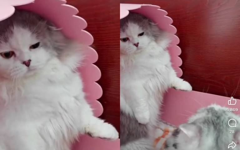 誰准你嚇寶寶！　貓爸爸調皮慘遭貓媽媽無情開揍