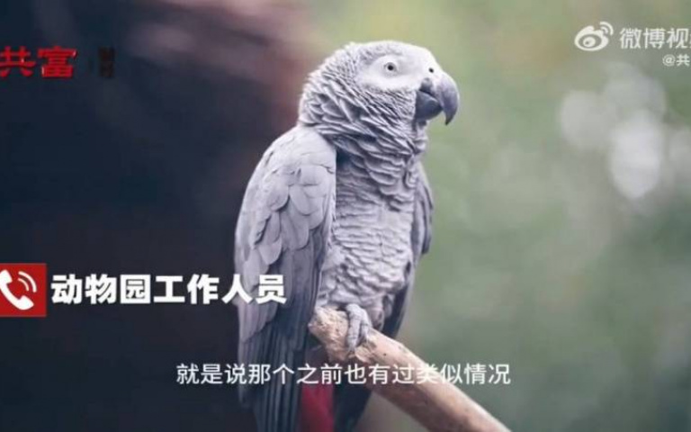笑死！遊客參觀動物園竟被鸚鵡罵不雅詞　園方狂擦冷汗：在矯正了