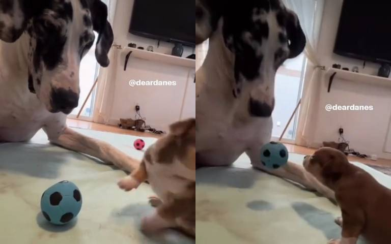 大狗想找人玩球！　結果熱臉貼冷屁股超掃興