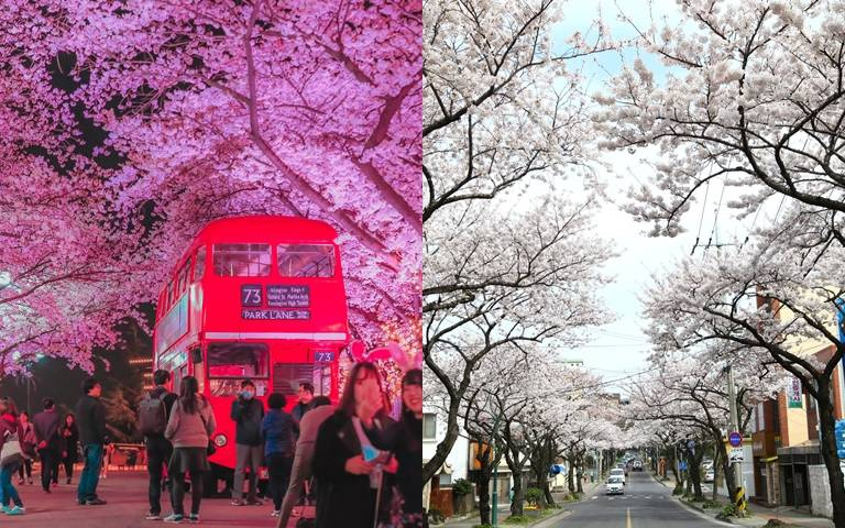 韓國花季這樣玩！濟州島白色大櫻花樹、杜鵑花等春花一次看！