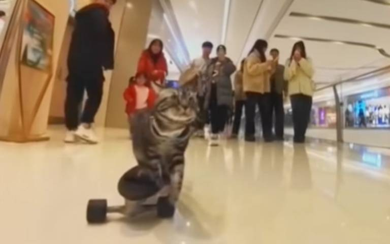 滑板狗你看過，那滑板貓呢？　小可愛板上逍遙「後面跟了一堆人」
