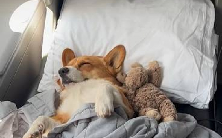 這隻狗也太爽了！　爽搭商務艙還睡得超安詳