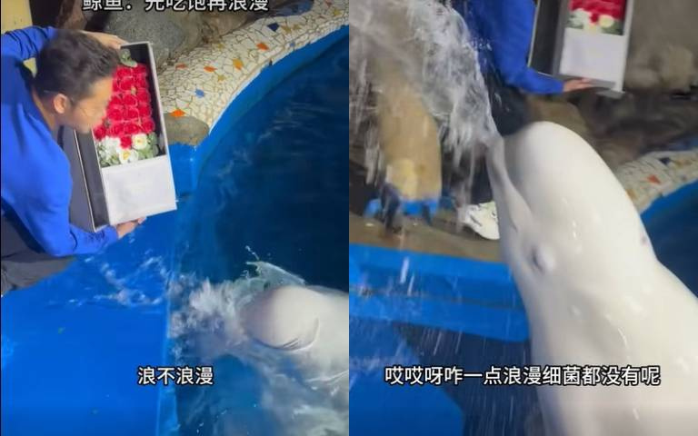 男子耍浪漫送白鯨一盒玫瑰花　牠不收貨「吐口水回應」