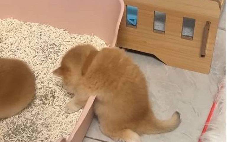 小喵喵趴在屎坑旁睡著了！　這段畫面其實暗藏彩蛋