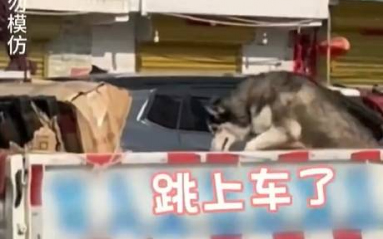 偷吃還上錯車! 二哈「精明吃霸王餐」下秒竟人耍笨…讓主人苦追