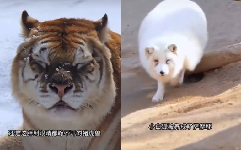 千萬不能把動物給爺爺奶奶養！　一間動物園裡所有動物都肥肥胖胖