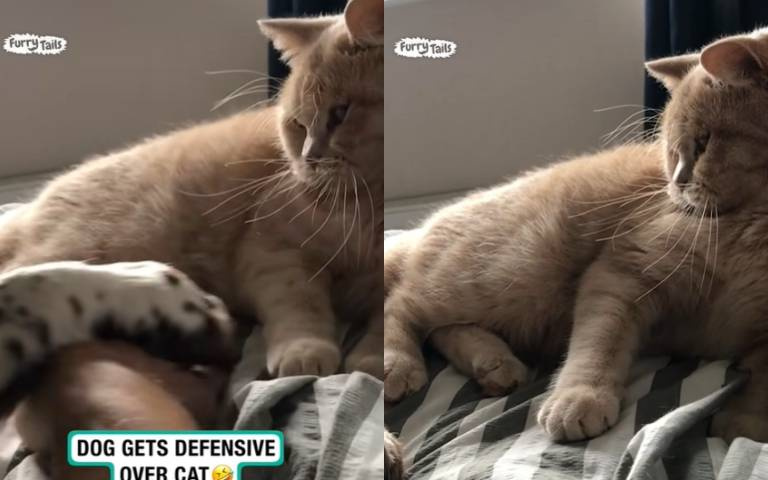 摸個貓又怎麼了？狗子「一旁撥手」說不行　喵喵後來受不了牙起來了