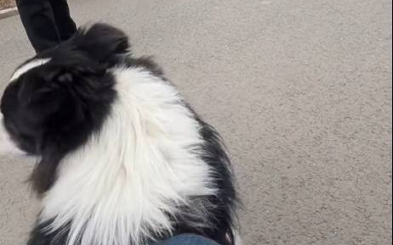 把邊牧當雪橇犬用？　推車跑超過1分鐘「竟還能加速」