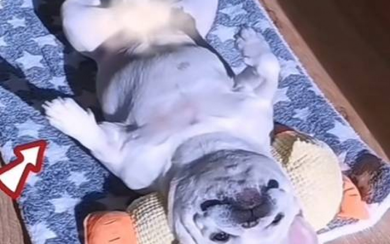 這狗肯定是王爺轉世！　拖被到太陽底下「身子一轉倒頭就睡」