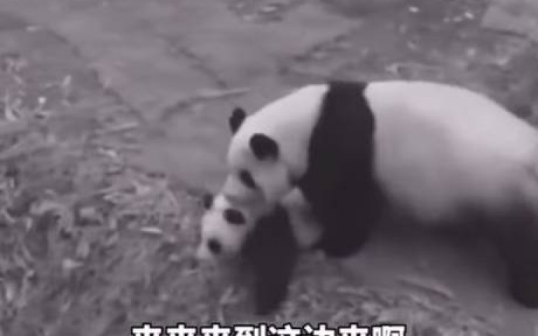 盤點那些專門坑娃的動物們　哪一個三寶家長讓你印象最深？