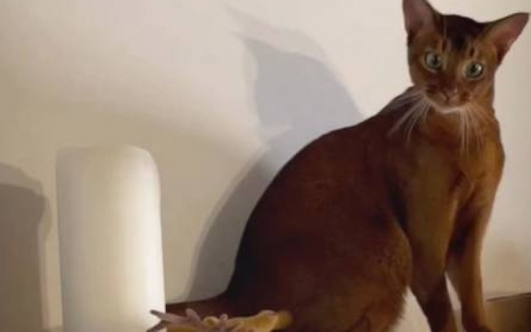 蛤？老鼠竟然會飛　貓咪表情說明一切