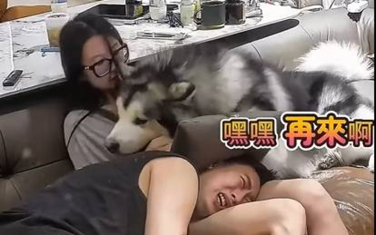 雪橇犬與男主人爭寵　誰贏得這場「大腿的戰爭」？