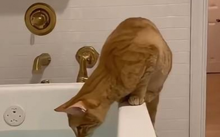 小喵專注看浴缸裡的鴨鴨！二哈在後頭等很久了…全網笑翻