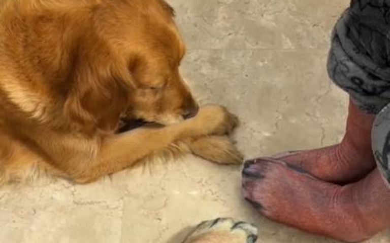 人類套上狗爪襪…還學金毛！　牠一臉狐疑：無言…