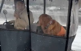 狗狗也會嫌貧愛富？　不願和主人挨寒「下秒跳上加蓋車」
