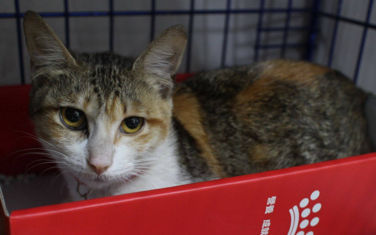 「喵界劉亦菲」受困水桶大喊救命　康復後「超撒嬌」成功騙終身飯票