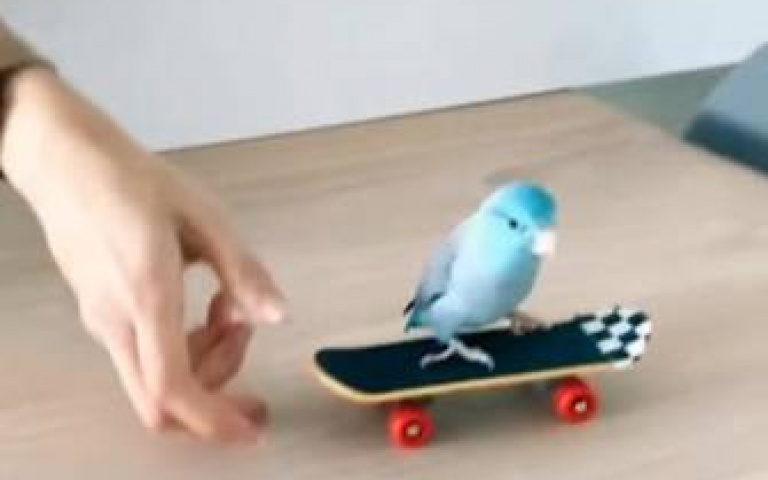 被滑板鴿萌翻！　優雅溜滑板「不怕摔」…網驚嘆：太酷了